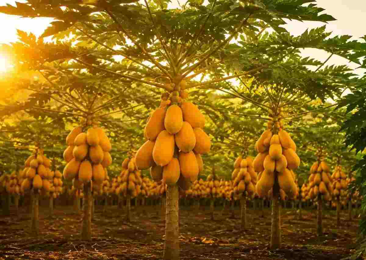 Plantación de papaya al atardecer cargada de frutos maduros
